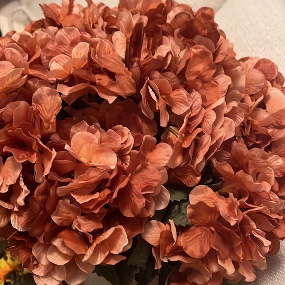 Ashland Bush Gerbe Brown Hydrangea Bush - Bundle of 6 - Picture 7 of 8